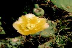 Opuntia elatior